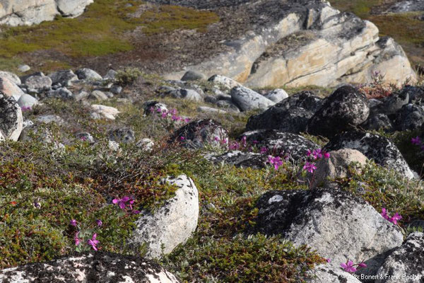 Grönland 2019, Ilimanaq