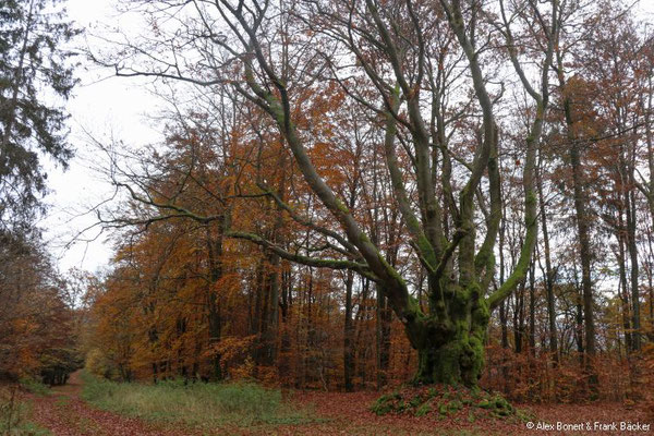 Altenkleusheim 2021, Dicke Buche