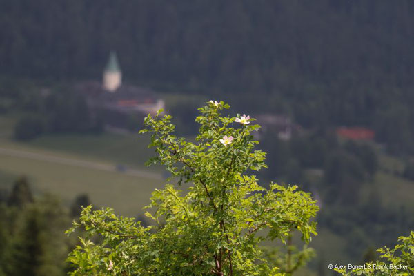 Garmisch-Partenkirchen 2023, auf dem Wamberger Rücken