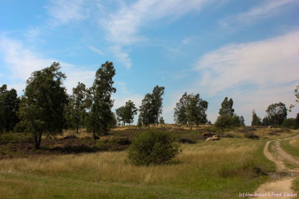 Trupbacher Heide 2015, NSG Heiden und Magerrasen