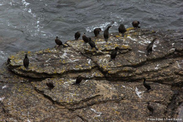 Grönland 2019, Orkney