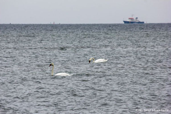 Insel Poel 2023, Höckerschwäne an der Nordküste