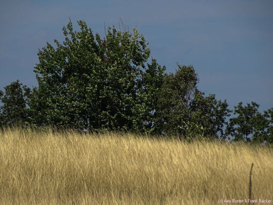 Trupbacher Heide 2015, NSG Heiden und Magerrasen