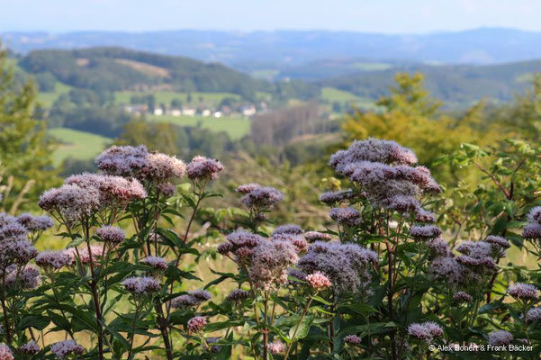 Naturschutzgebiet Kammoor 2023, Kammweg