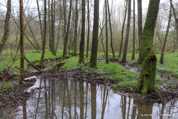 Eisvogelweg 2023, Wenigerbachtal