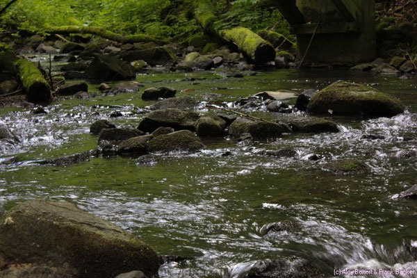 Holzbachschlucht, 2013