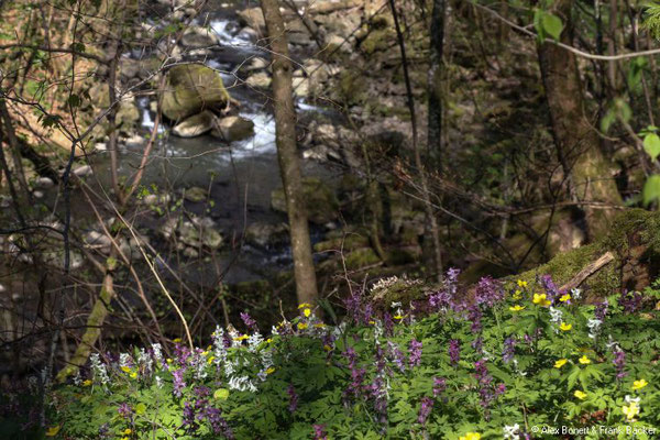 Westerwaldsteig-Erlebnisschleife 2022, Holzbachschlucht