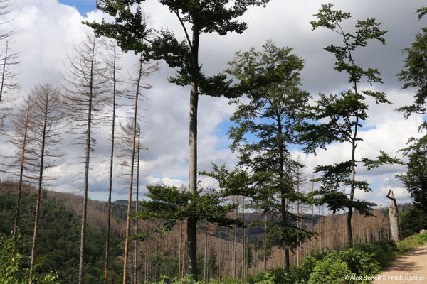 Harz 2021, Wanderung Ilsetal