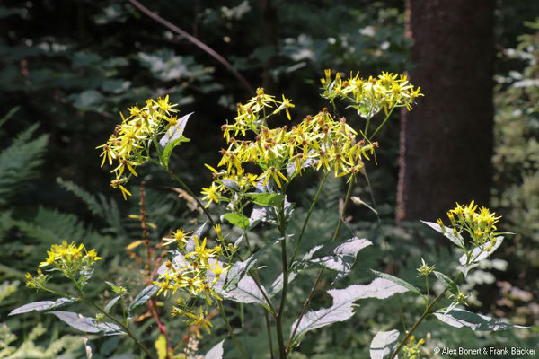 Hilchenbacher Höhenweg 2022