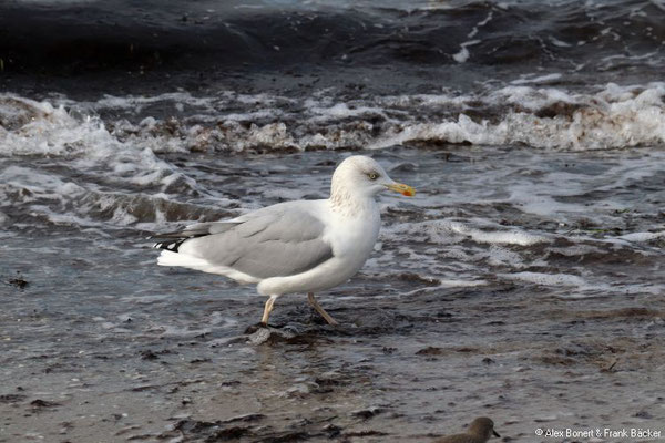 Hiddensee 2019, Strandweg Neuendorf - Vitte