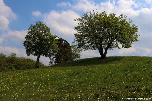 Kuckucksweg Dillenburg 2019