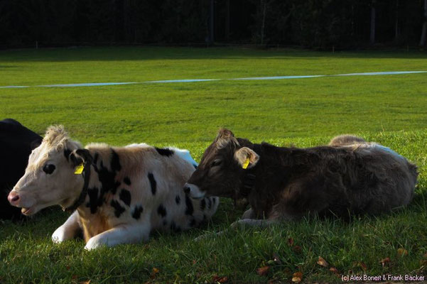 Allgäu 2014, Sulzberg in Vorarlberg