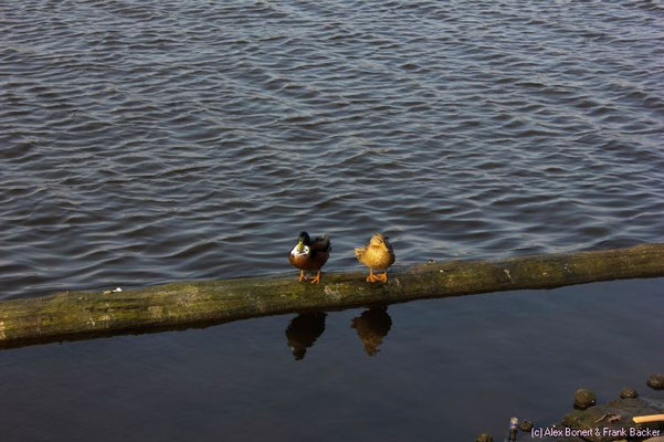 Hamburg 2014, Binnenalster