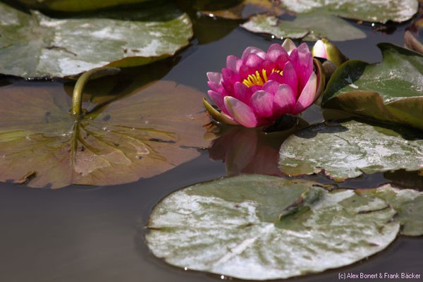 Zeeland 2015, Oostkapelle, Schoonoord