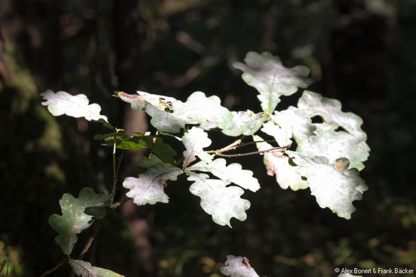 Teutoburger Wald 2022, Naturschutzgebiet Moosheide