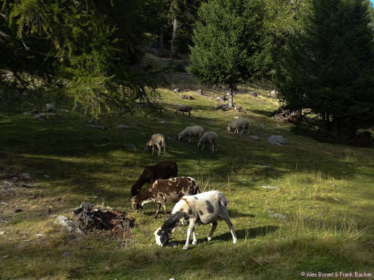 Südtirol 2016, St. Martin im Kofel, am Dolomitenblick