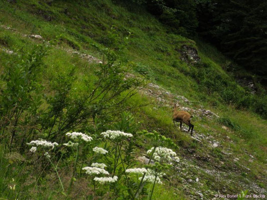 Vierwaldstättersee 2010, Wanderung Stockhütte - Klewenalp