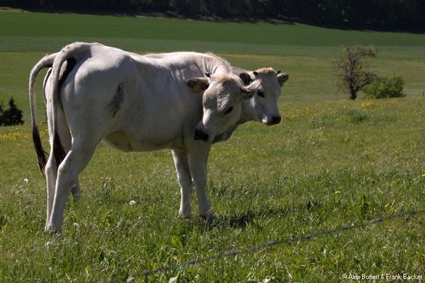 Nordeifel 2021, "Toskana der Eifel", 