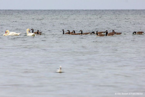 Insel Poel 2023, Höckerschwäne und Kanadagänse an der Nordküste