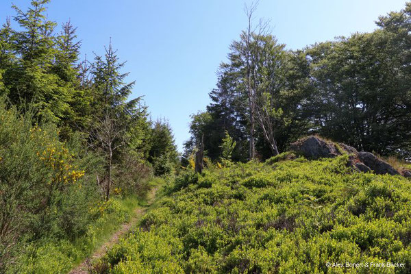 Golddorfroute Oberkirchen 2023, Naturschutzgebiet Sommerseite