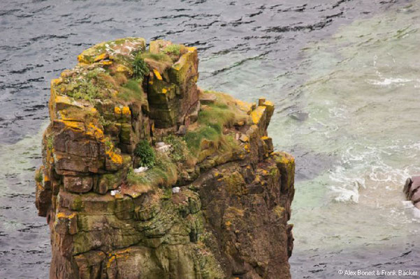 Schottland 2012, Duncansby Head