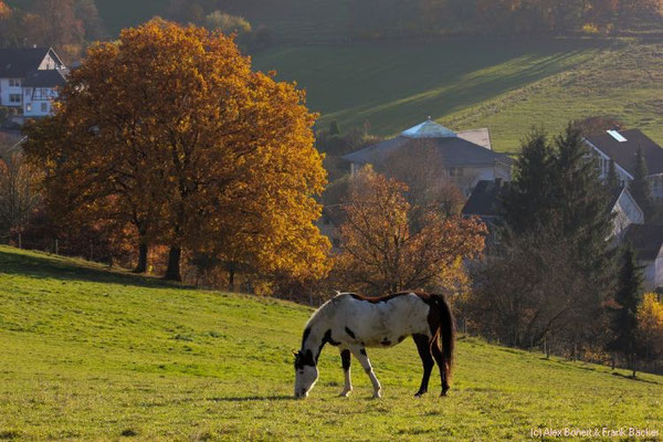 "Rund um Buchen" 2015, Blick auf Buchen