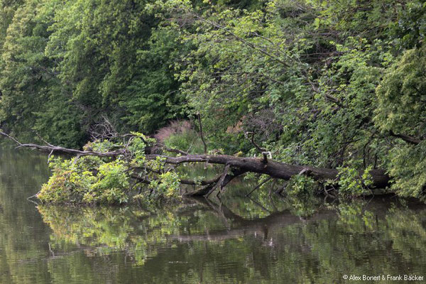 Harz 2021, Mönchemühlenteich