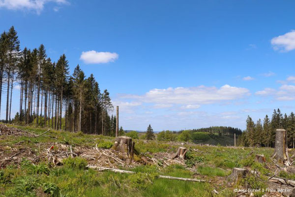 Krenkeltal und Goldener Zapfen 2023, Rothaarsteig