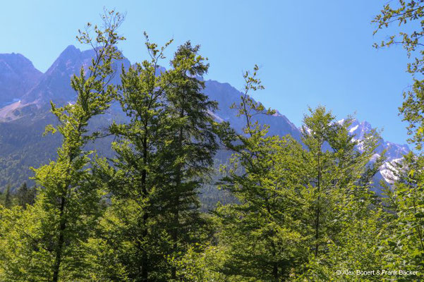 Garmisch-Partenkirchen 2023, Alpaka- und Lamawanderung