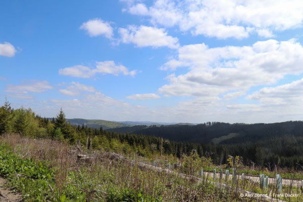 Krenkeltal und Goldener Zapfen 2023, Rothaarkamm