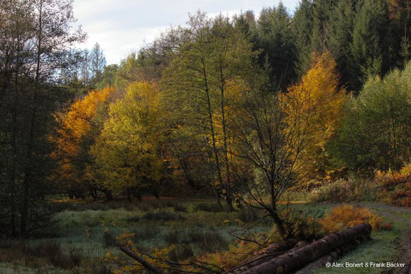 Waldmythenweg