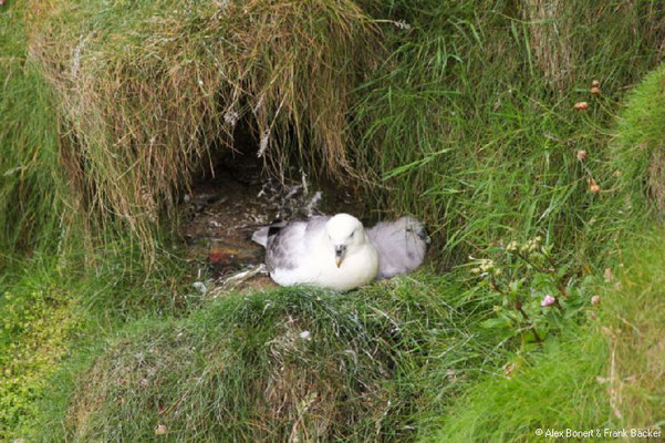 Schottland 2012, Duncansby Head