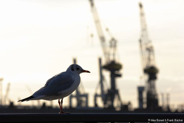 Hamburg 2018, Hafen