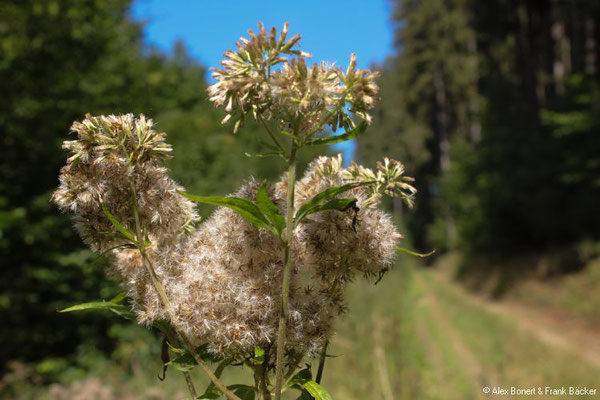 Alpenhaus 2018, zwischen Bettinghof und Vasbach