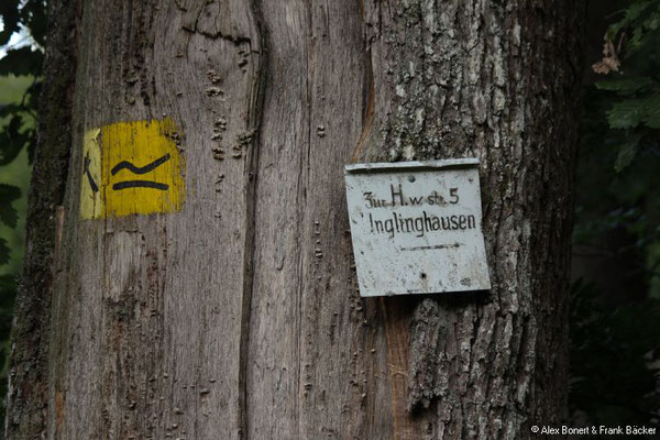 Rundwanderung Kredenbach 2021, Wald zwischen Ferndorf und Kredenbach