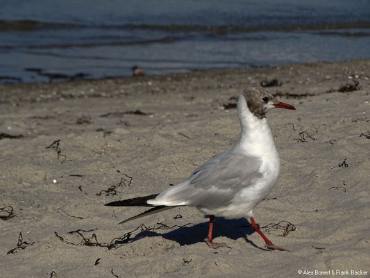 Schönberger Strand 2017, Lachmöwe am Strand