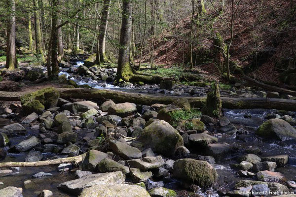 Westerwaldsteig-Erlebnisschleife 2022, Holzbachschlucht