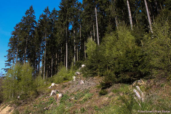 Fachwerkweg Freudenberg 2016