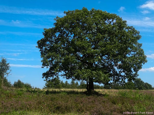 Trupbacher Heide 2015, Kirrberg