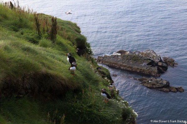 Grönland 2019, Shetland, Papageientaucher am Sumburgh Head