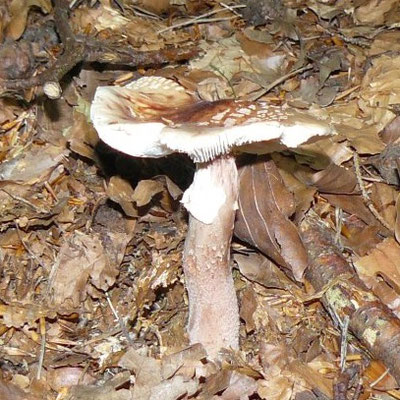 Perlpilz (Amanita rubescens)