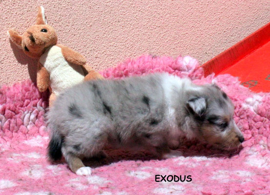 Exodus peso/weight 810 gr.