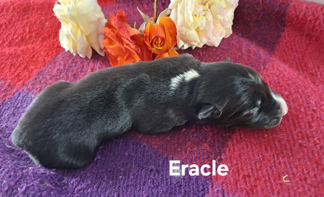 Eracle  peso alla nascita/weight at born 410 gr.    peso a 5 giorni/ weight at 5 day  550 gr.   disponibile/available