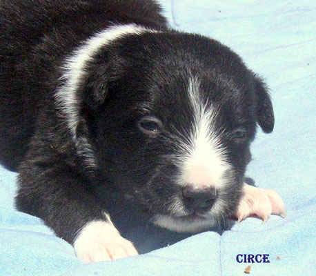 Circe    femmina/girl     biblack    disponibile/available