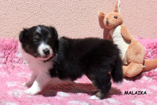 Malaika peso/weight 860 gr.