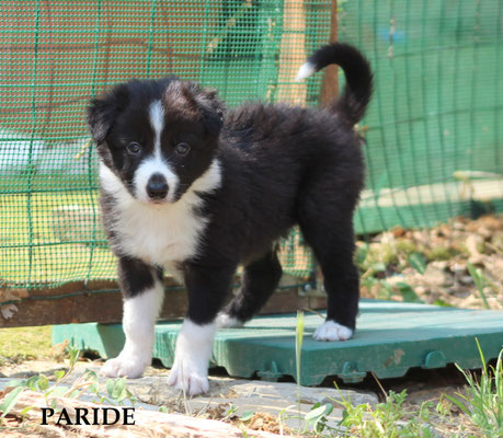 Paride   peso/weight  1,940 Kg.       disponibile/available