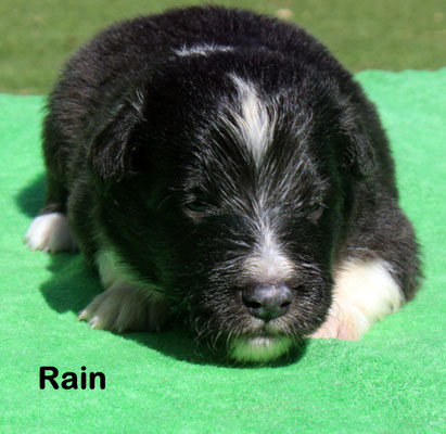 Rain    maschio/boy     biblack      prenotato/reserved