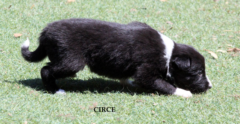 Circe   peso/weight   1,020  kg.      disponibile/available