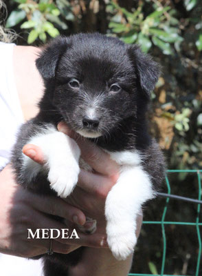 Medea     femmina/girl    bianco e nero    prenotata/reserved