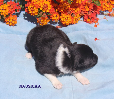 Nausicaa    peso/weight  780 gr.     disponibile/available